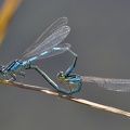 Gabel-Azurjungfer (Coenagrion scitulum)